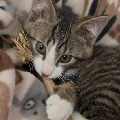 PatiJoy® Kedi Çiğneme & Oyun Çubuğu