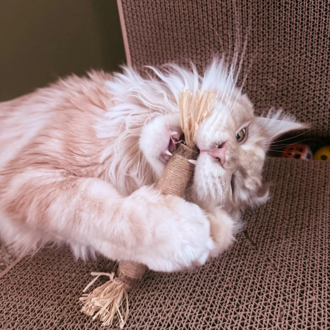 PatiJoy® Kedi Çiğneme & Oyun Çubuğu