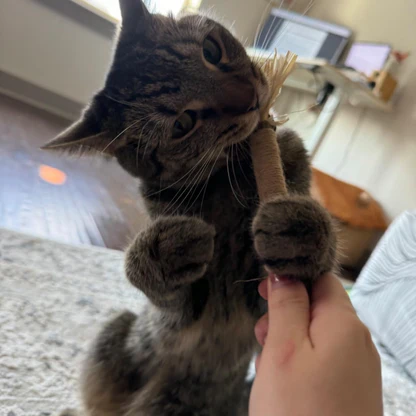 PatiJoy® Kedi Çiğneme & Oyun Çubuğu