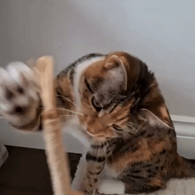 PatiJoy® Kedi Çiğneme & Oyun Çubuğu